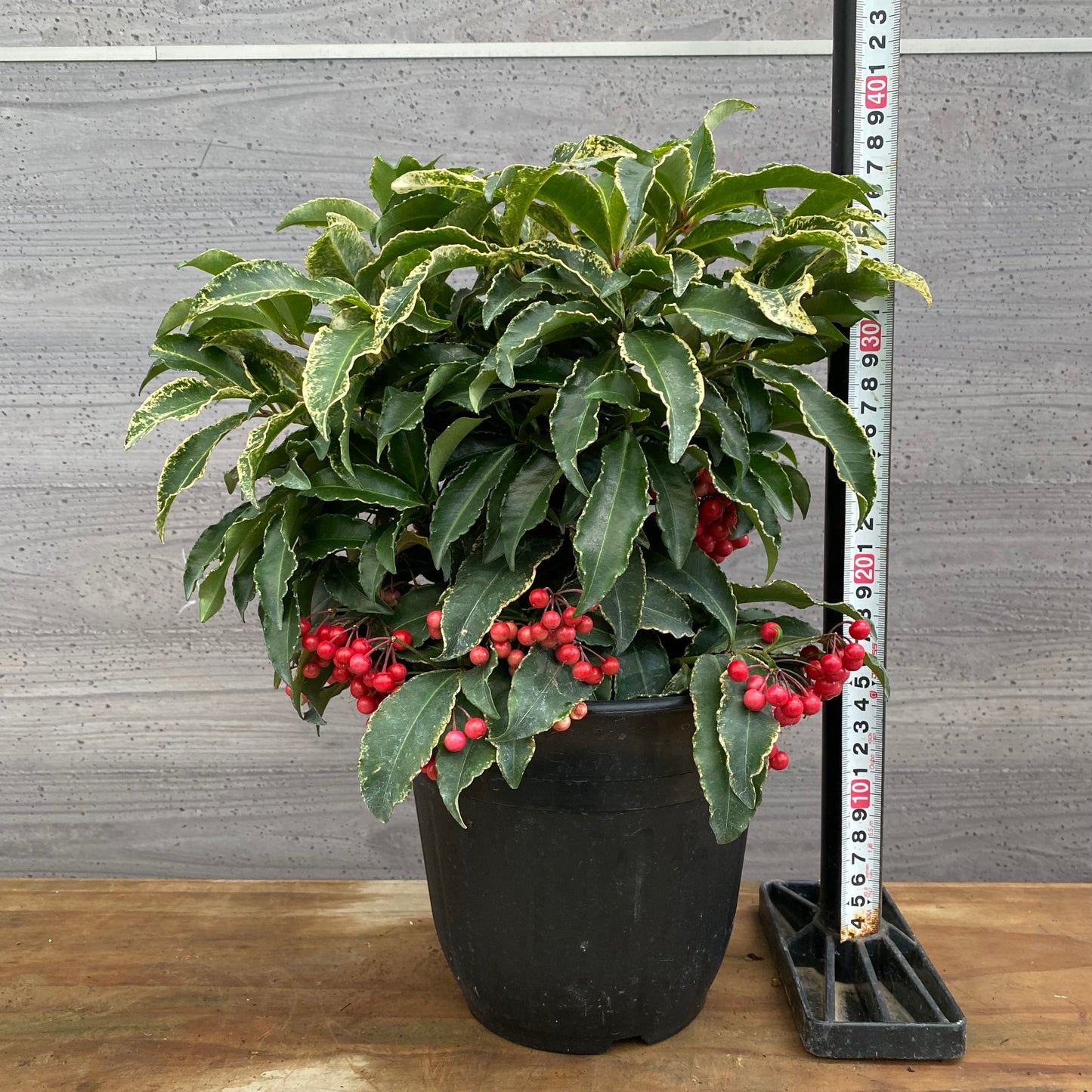 市場仕入れ即売会　No.25088　斑入り万両　曙大鵬　6号鉢