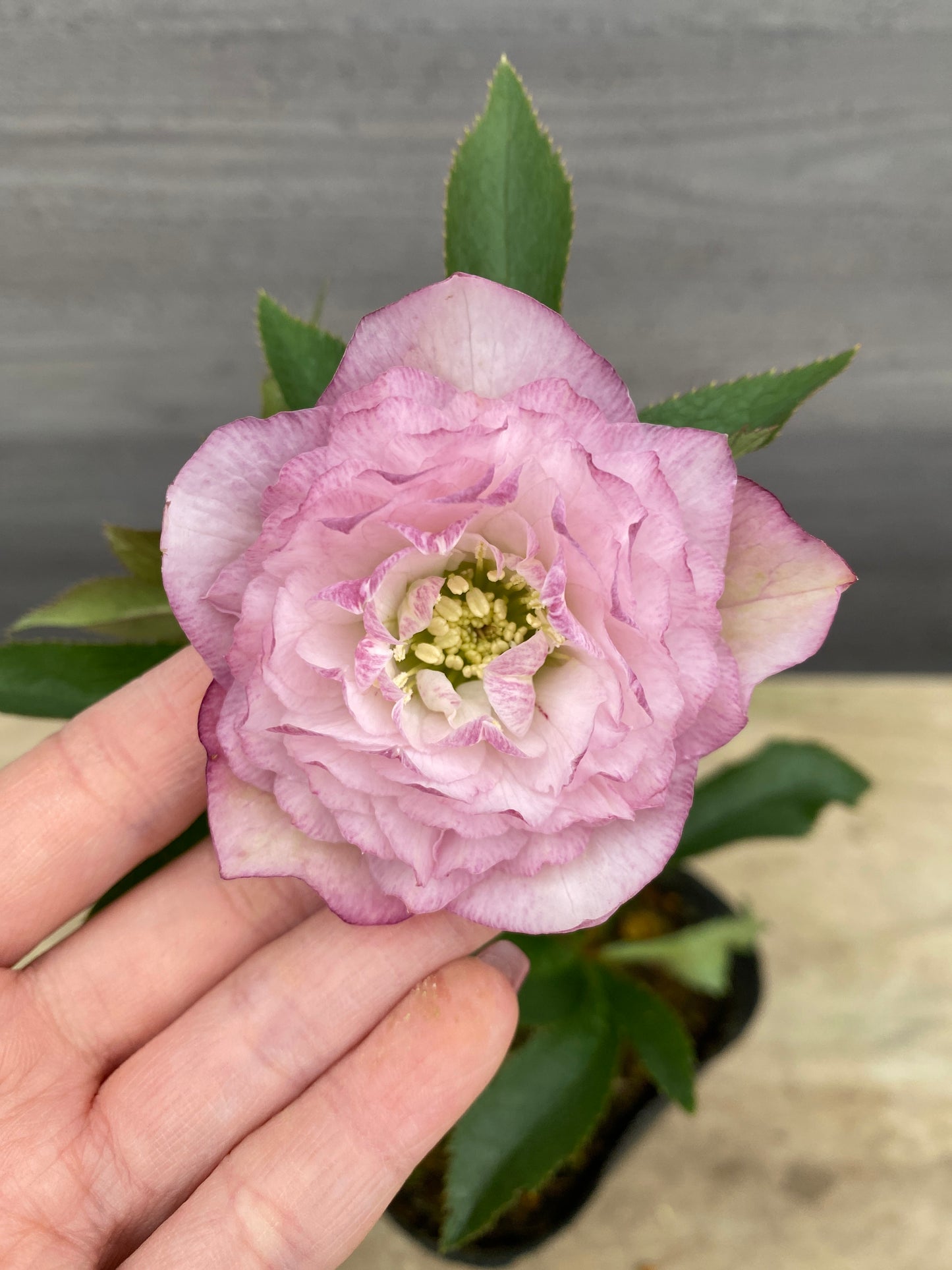 No.05092　横山園芸★クリスマスローズ　プリマドレス　5号苗ポット