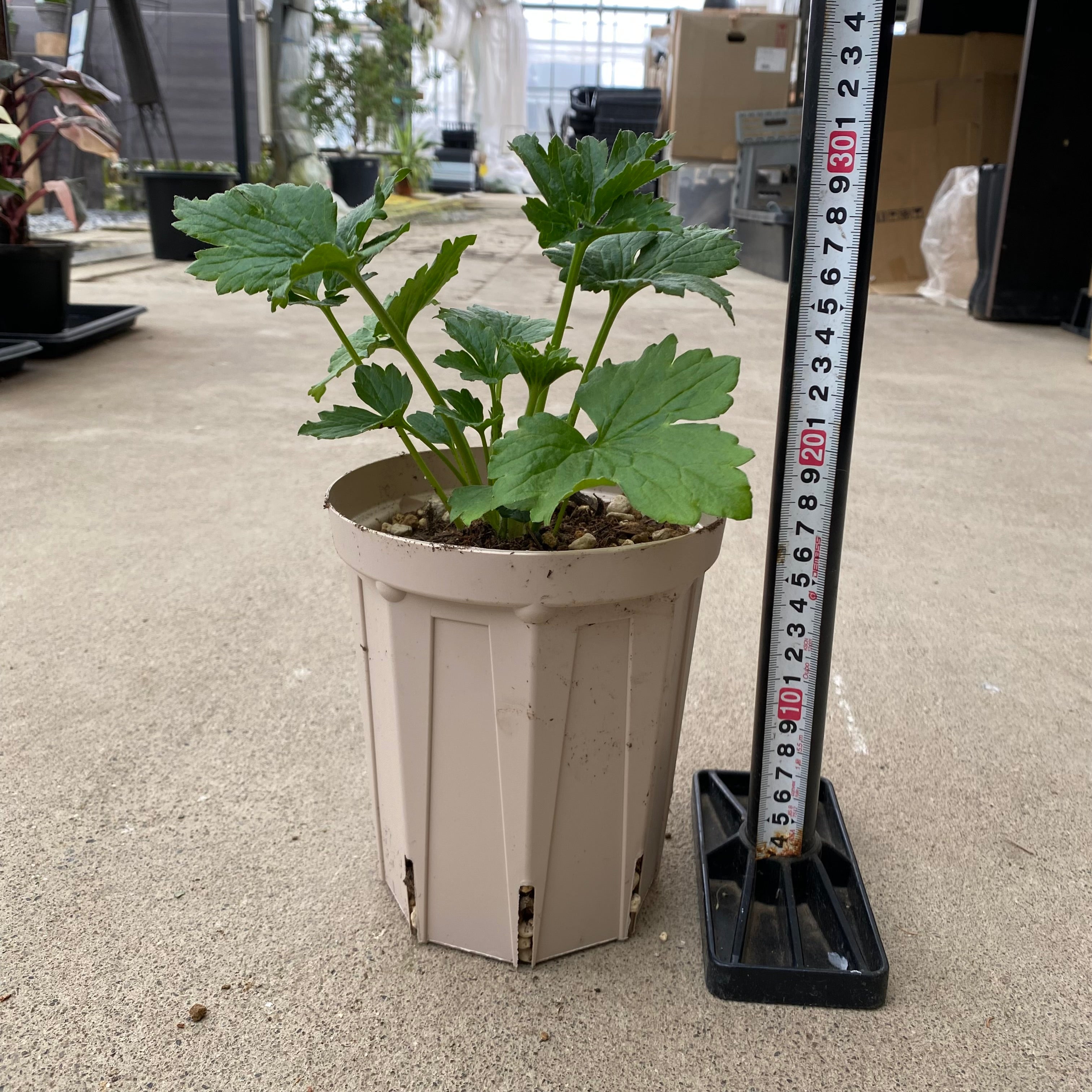 商品 – 植物家族