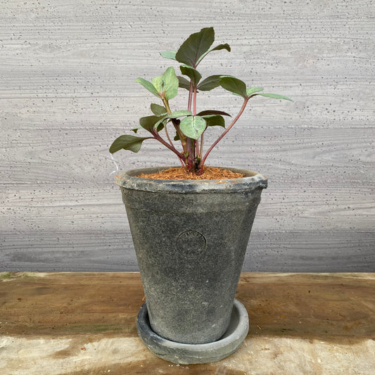 クリスマスローズ リヴィダススレーティリーフ キューガーデンポットグレー