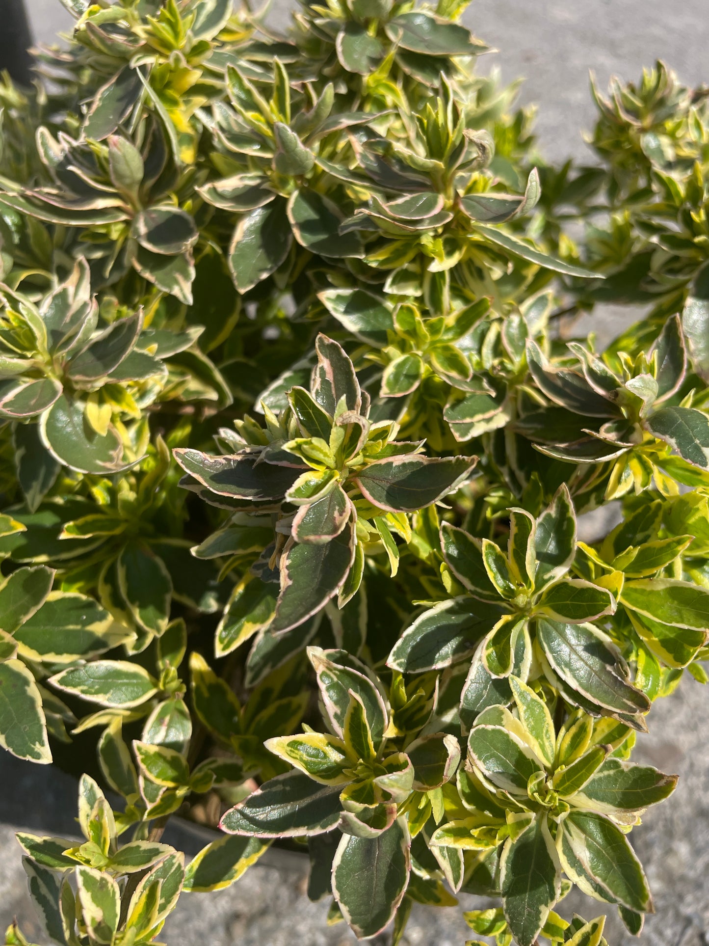 No.06006　岡本緑花　アベリア　ラディアンス　5号苗ポット