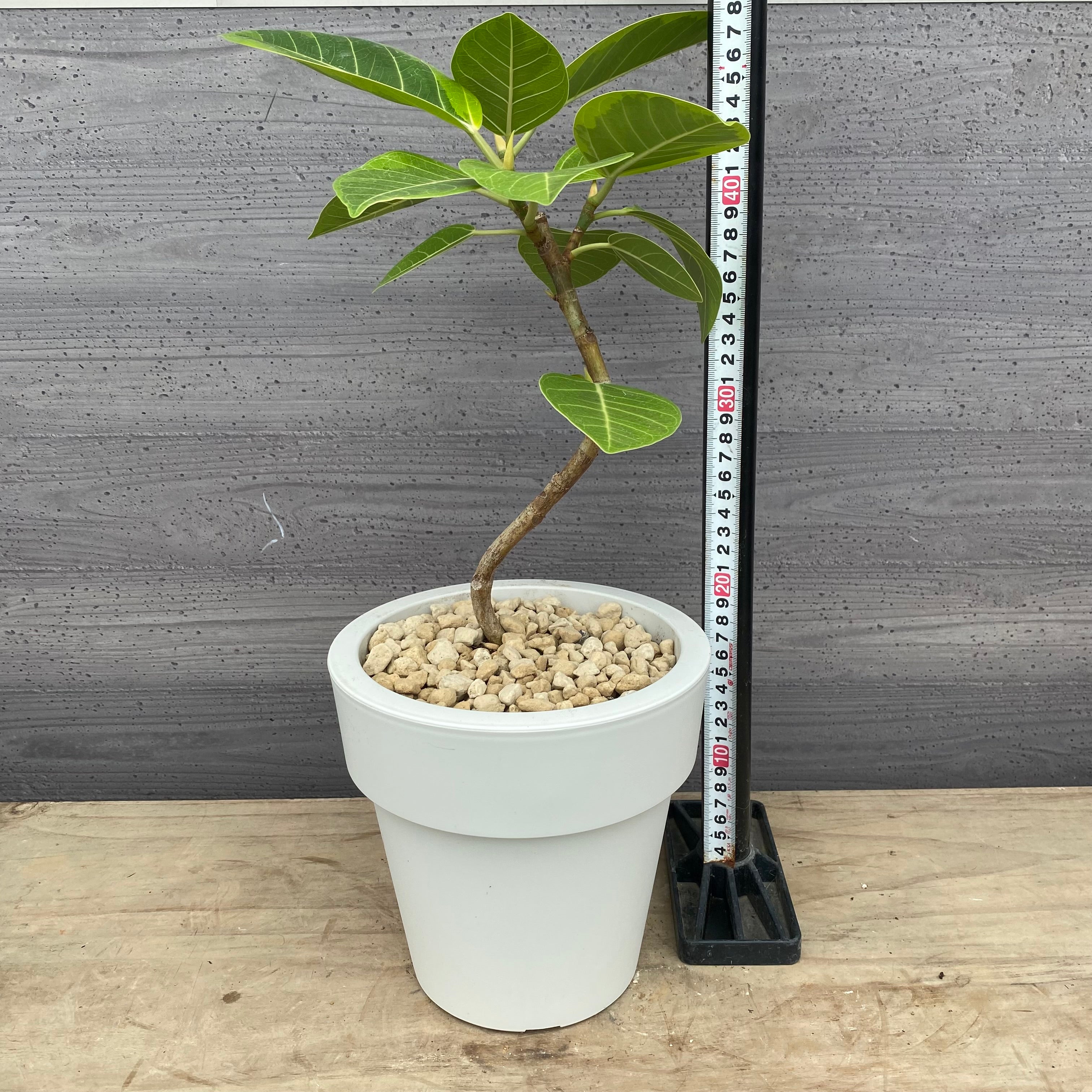 Pickup 全ての商品 – 植物家族