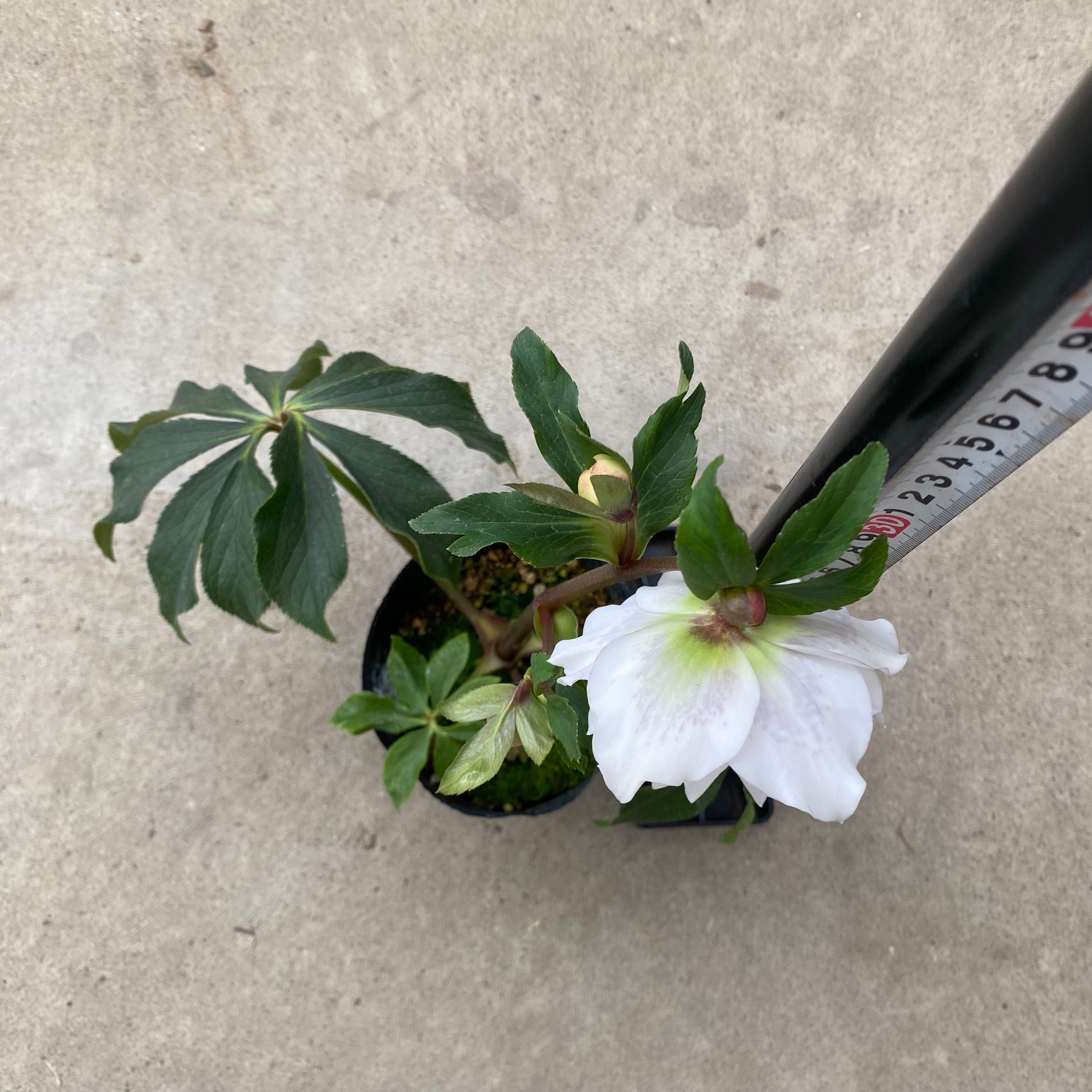 20074 クリスマスローズ ダブル咲き 3.5号苗ポット – 植物家族