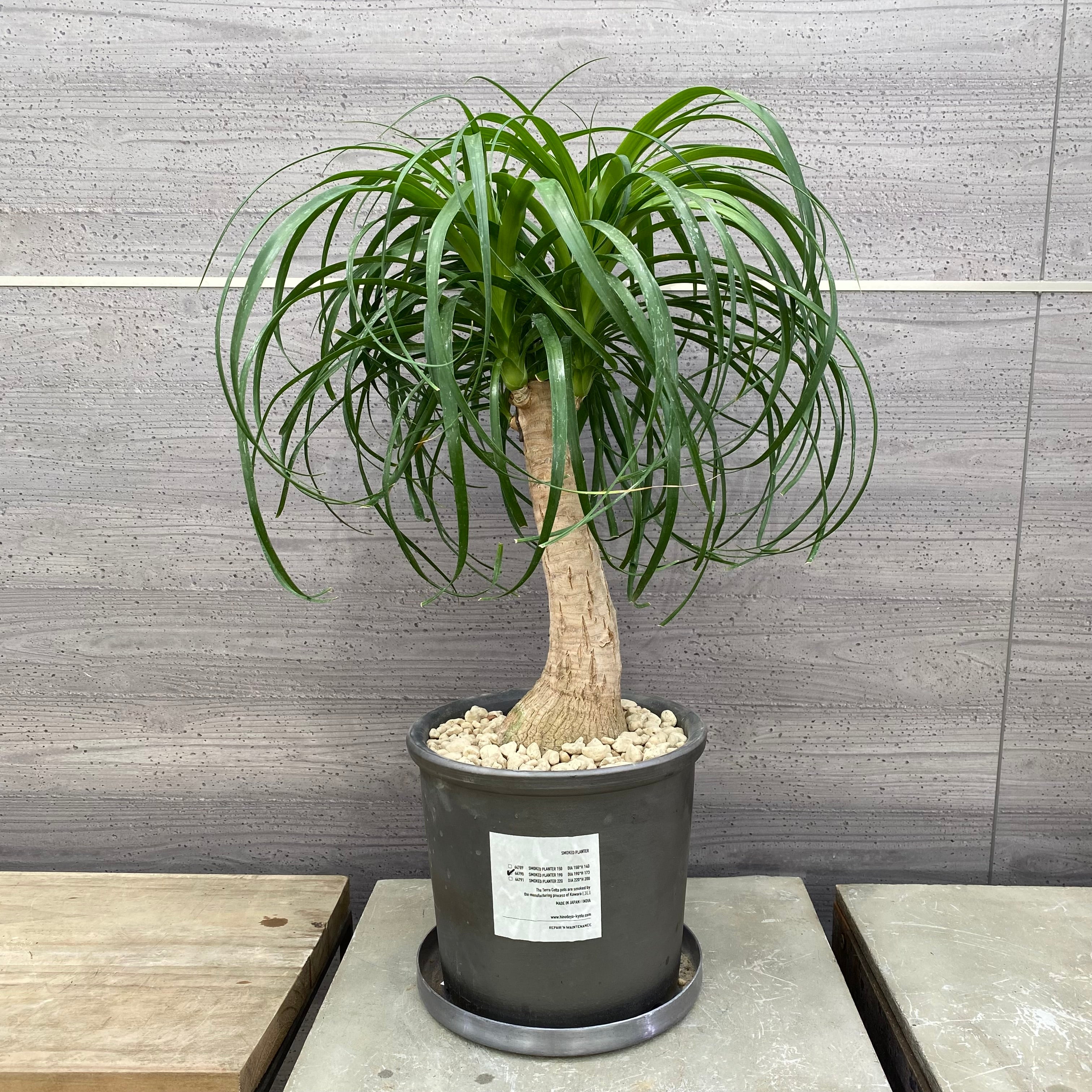 Pickup 全ての商品 – 植物家族
