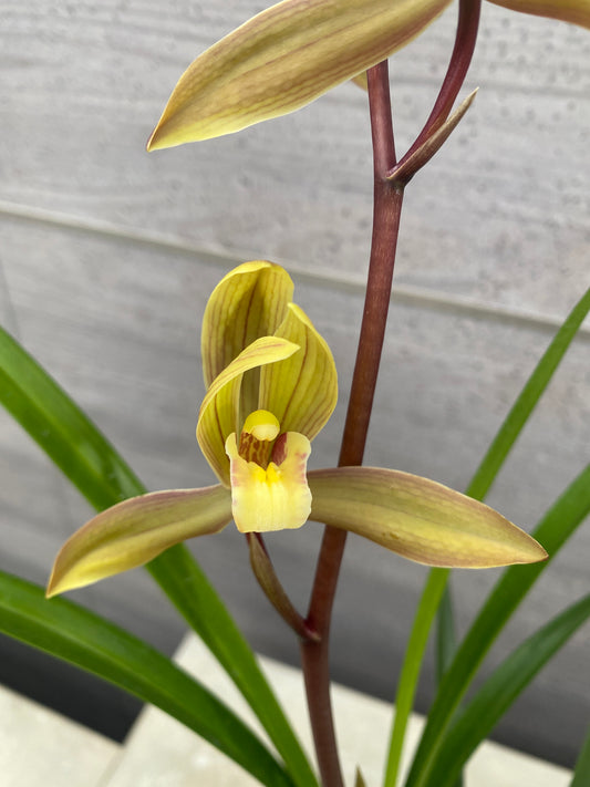 石田蘭園★和蘭　一葉(香る蘭)　蘭用肥料プレゼント