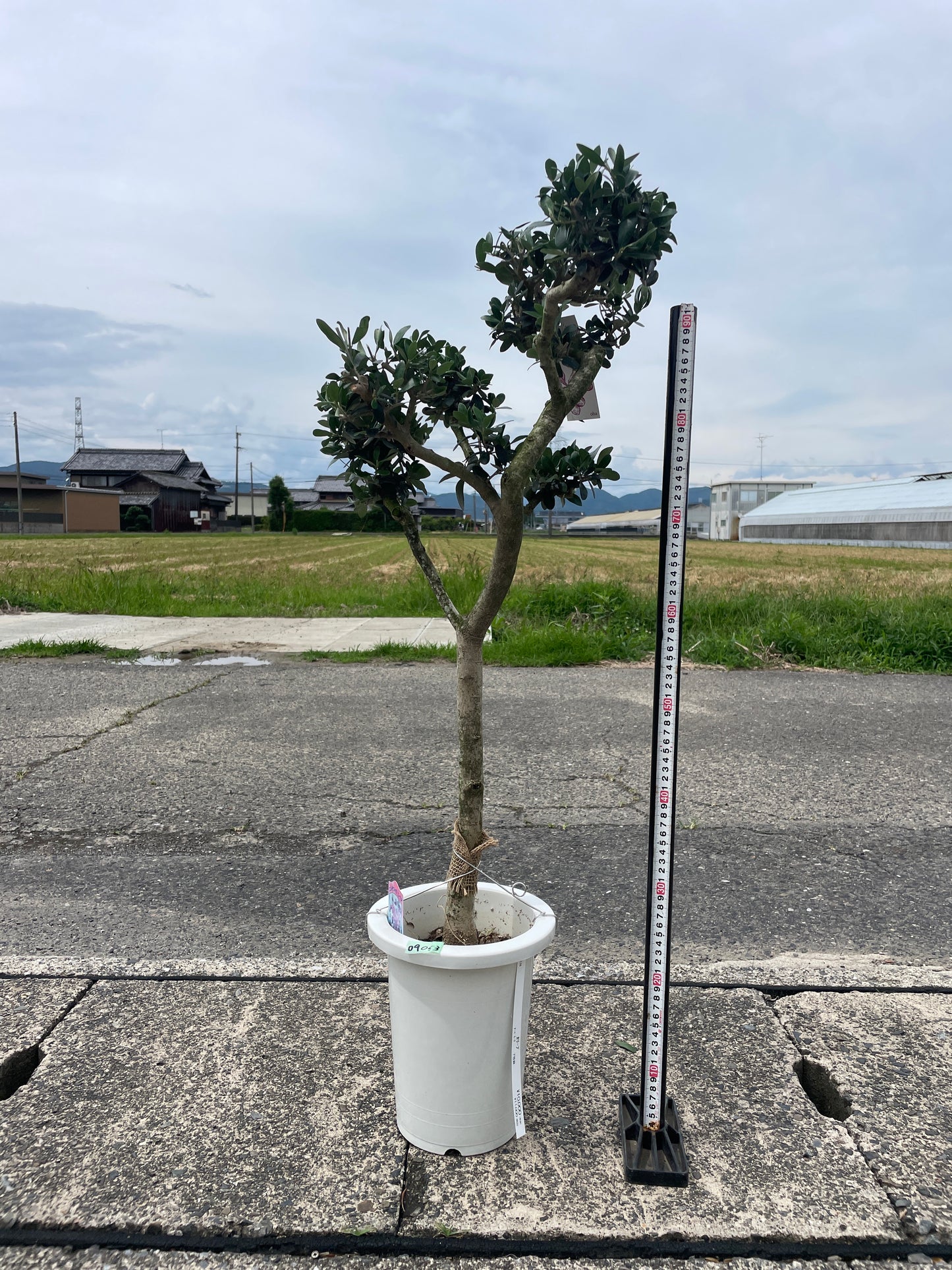 No.09053　オリーブ　アルベキーナ　7号鉢