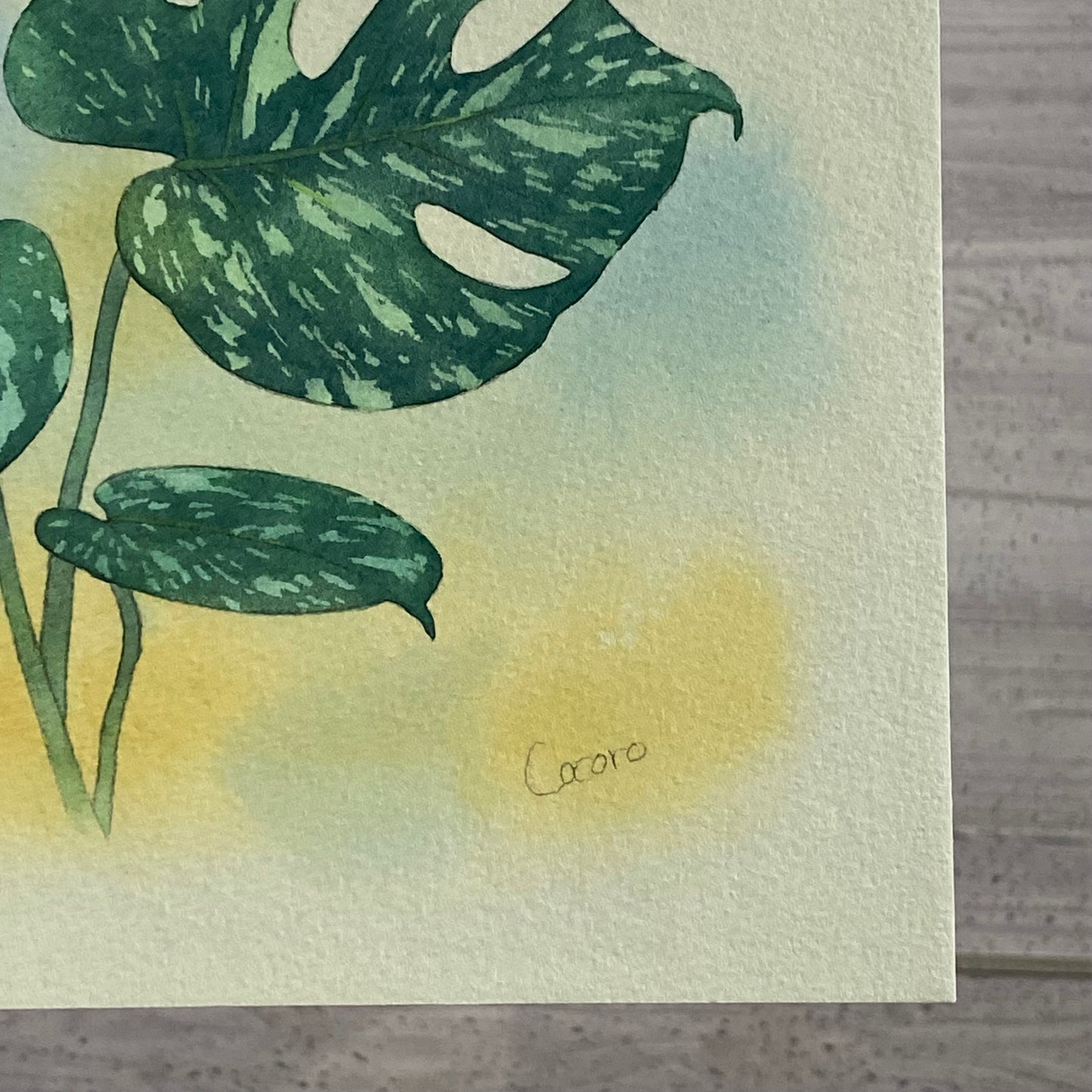 原画★モンステラ　タイコンステレーション　20×20cm