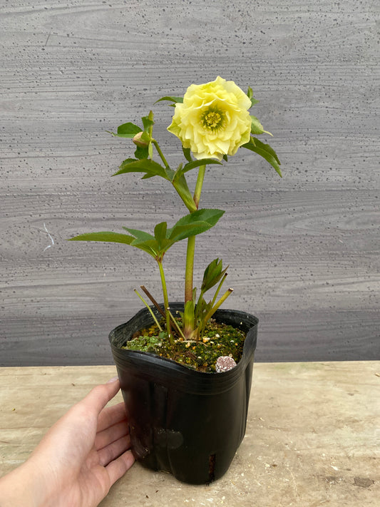 No.05144　横山園芸★クリスマスローズ　プリマドレス　5号苗ポット