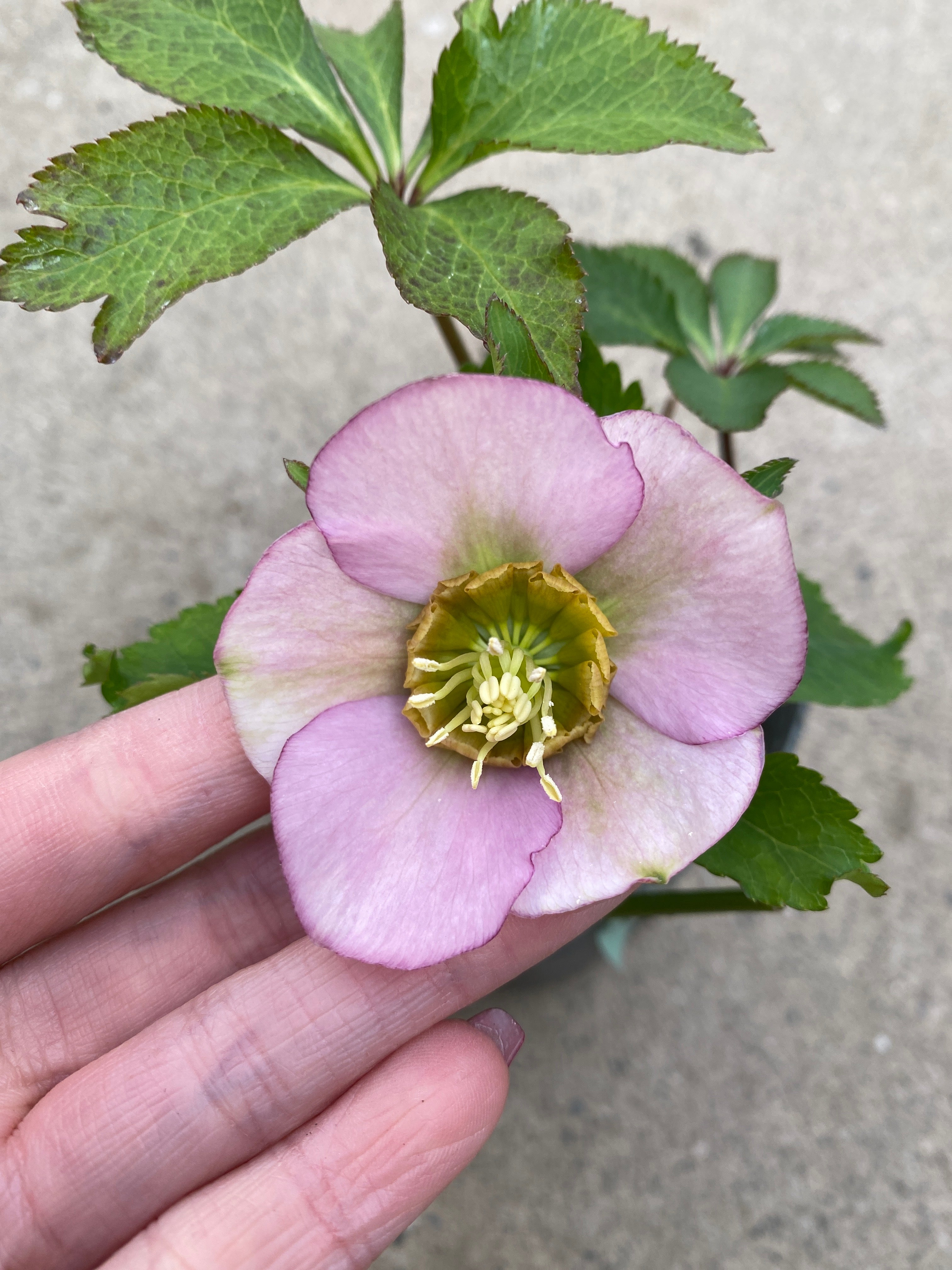 M021 クリスマスローズ シングル 2.5号苗ポット – 植物家族