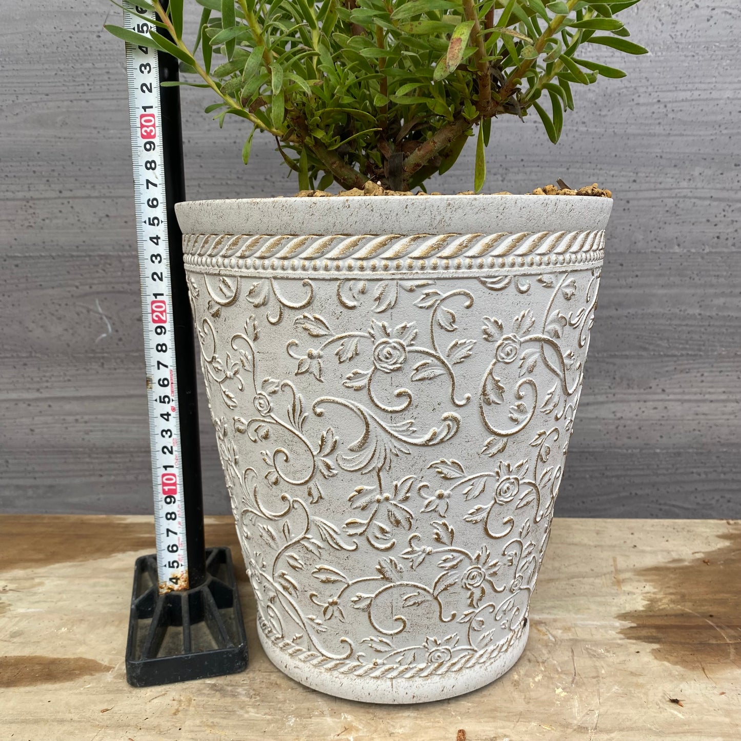 No.12028　ミメティス　クラッカージャックレッド　ホワイトゴールドプラ鉢