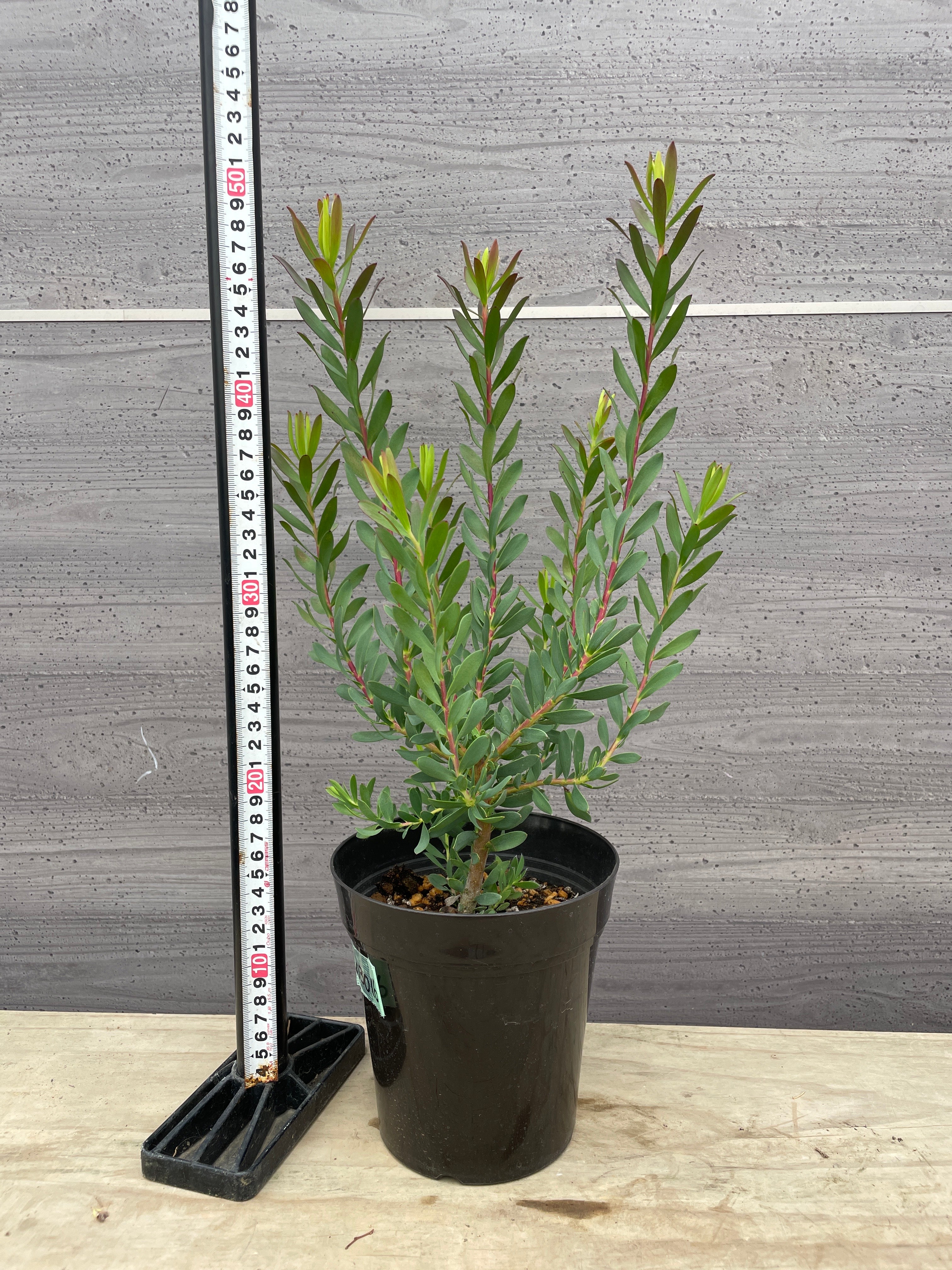 植物 – 植物家族