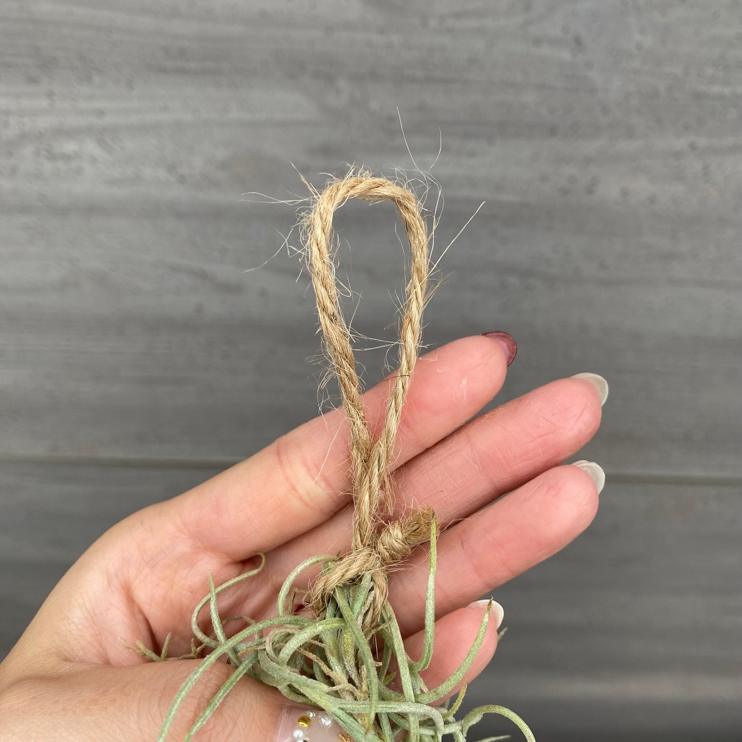 市場仕入れ即売会　No.25053　ティランジア　ウスネオイデス　太葉