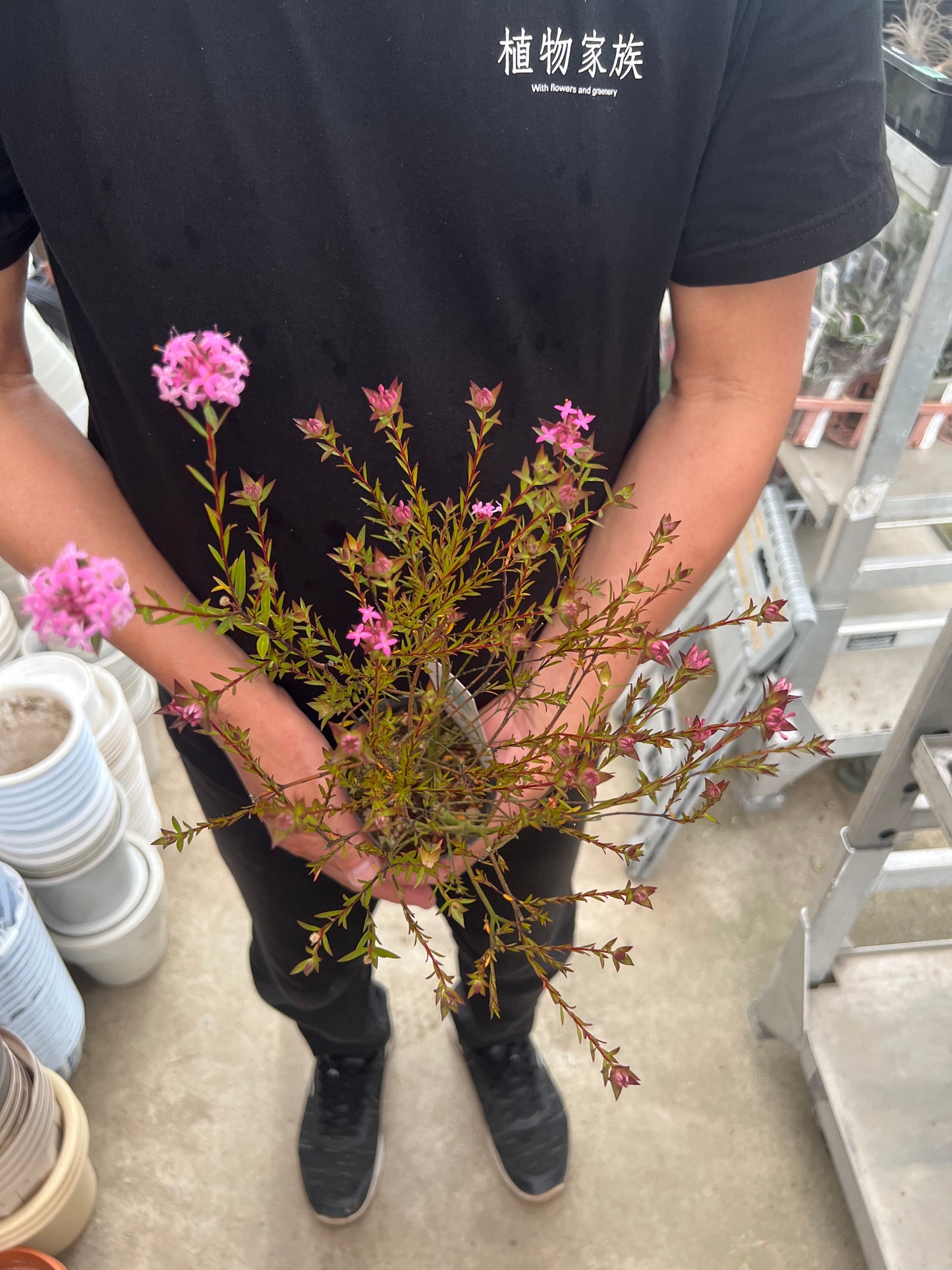 即売会SALE　No.28019　ピメレア　フォーシーズンズ　3号苗ポット