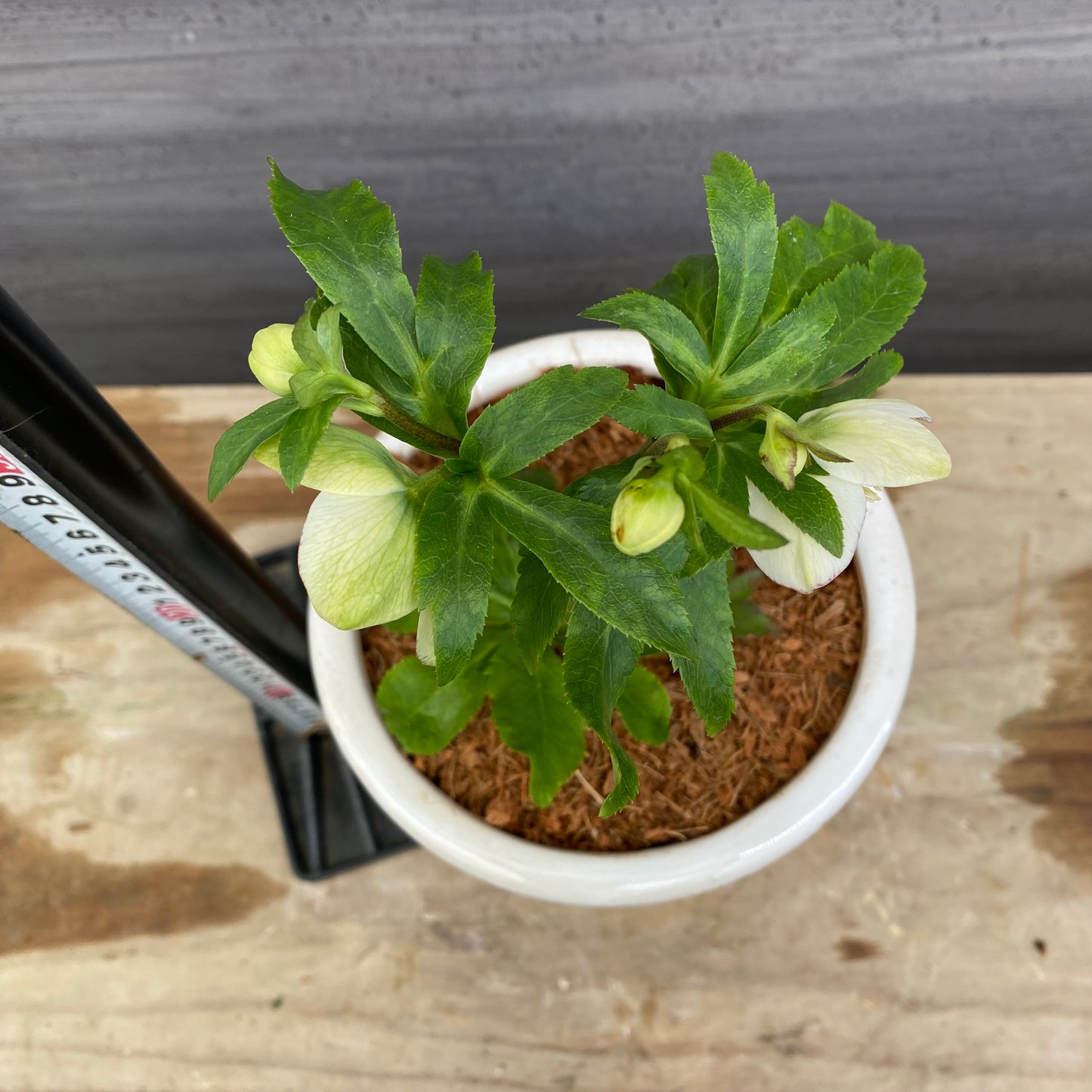 No.12040　クリスマスローズ　花郷園さんオリジナル5号陶器鉢