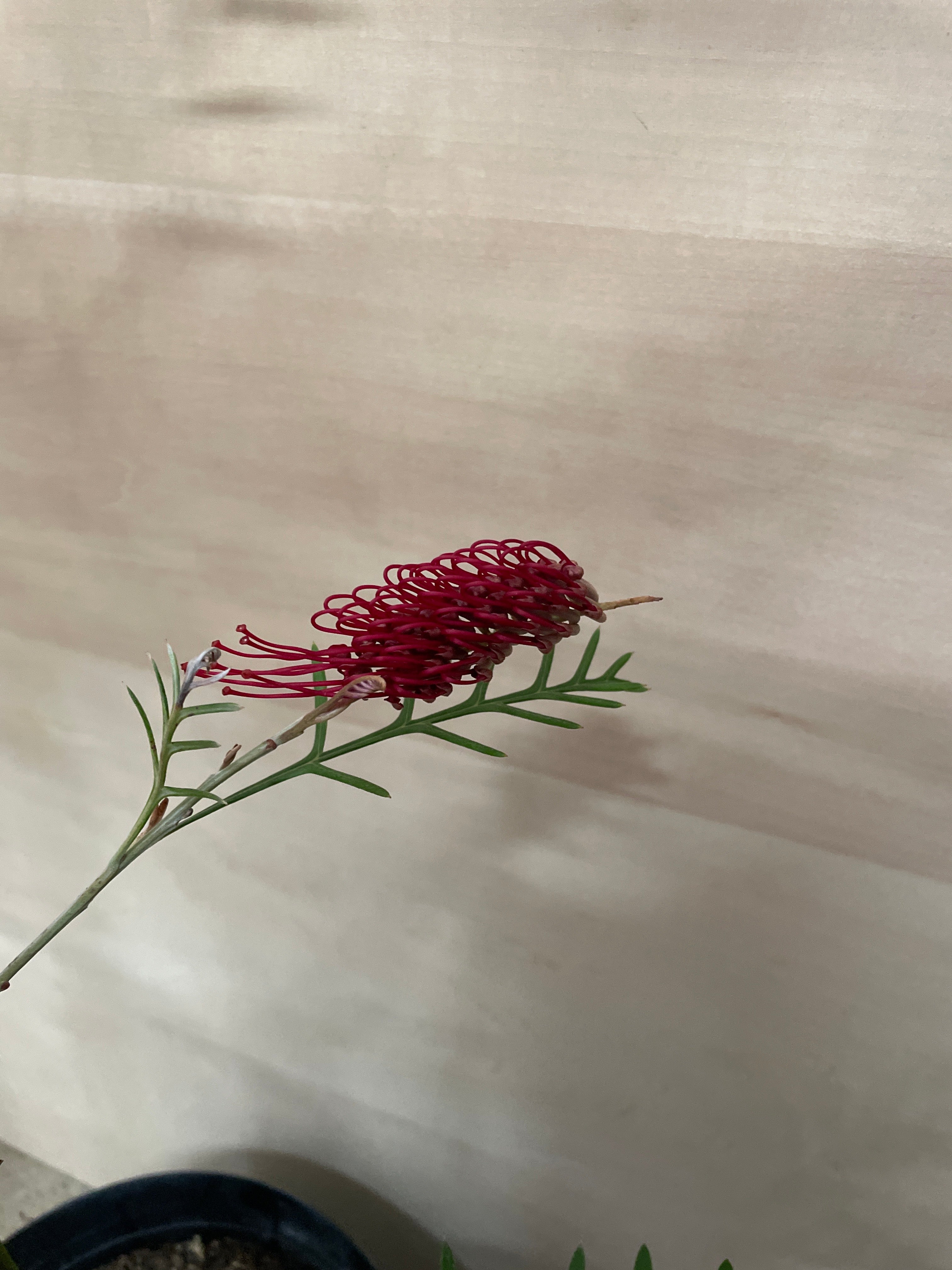 Pickup 全ての商品 – 植物家族