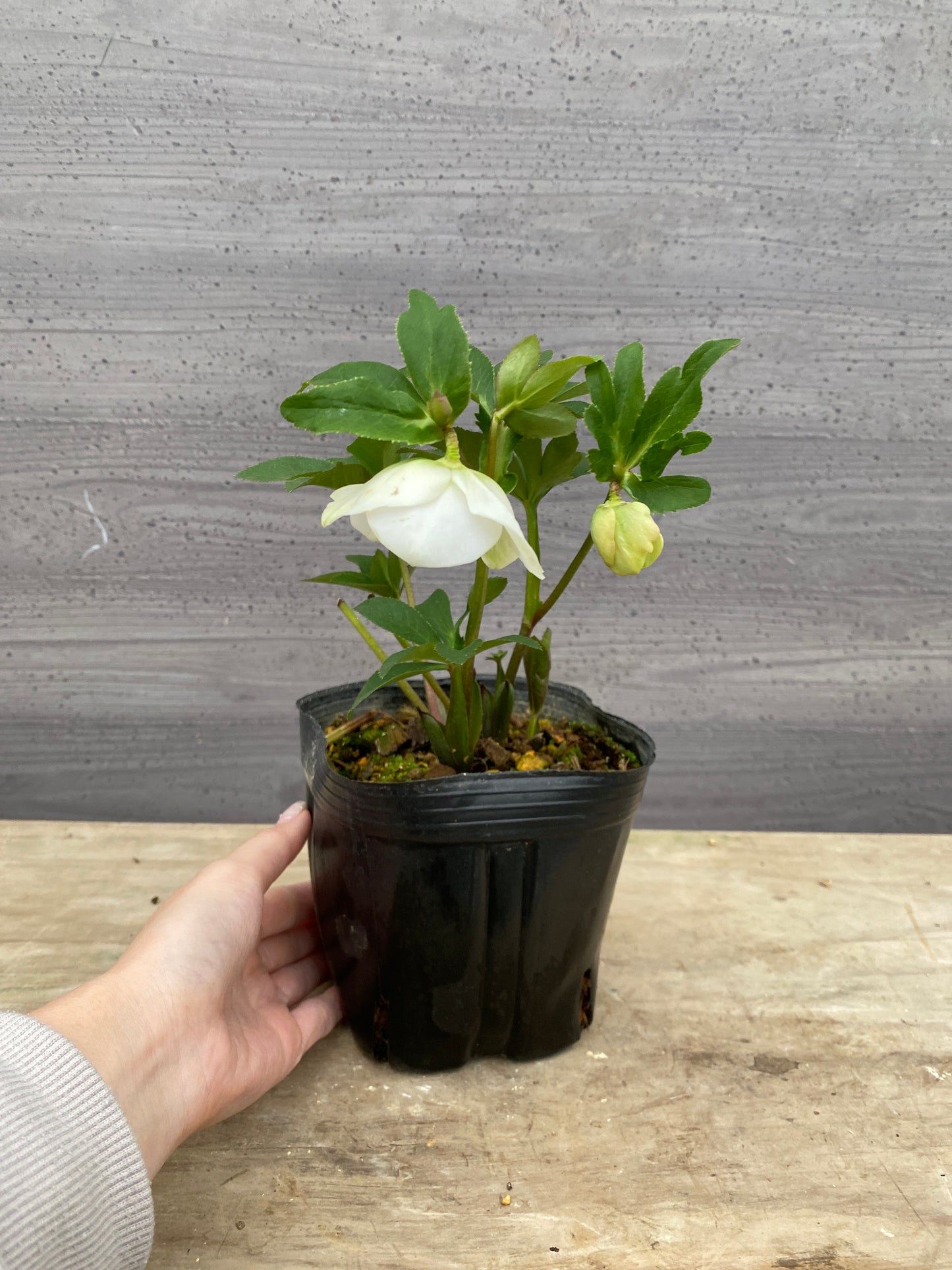 No.05116　横山園芸★クリスマスローズ　プリマドレス　5号苗ポット