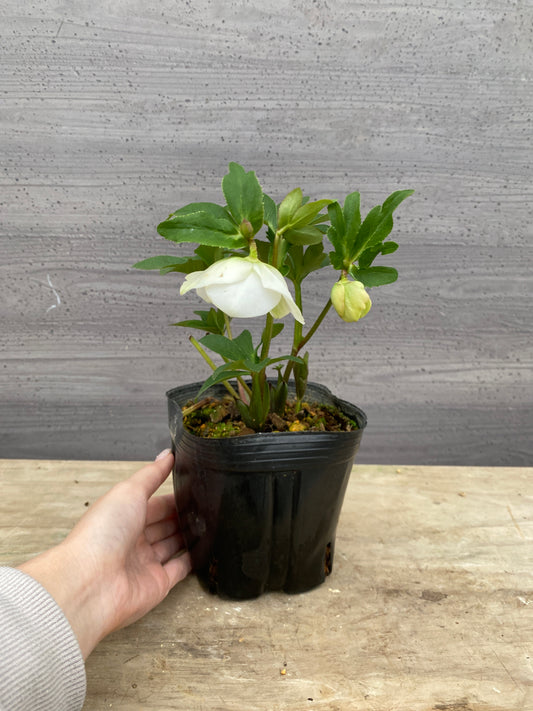 No.05116　横山園芸★クリスマスローズ　プリマドレス　5号苗ポット