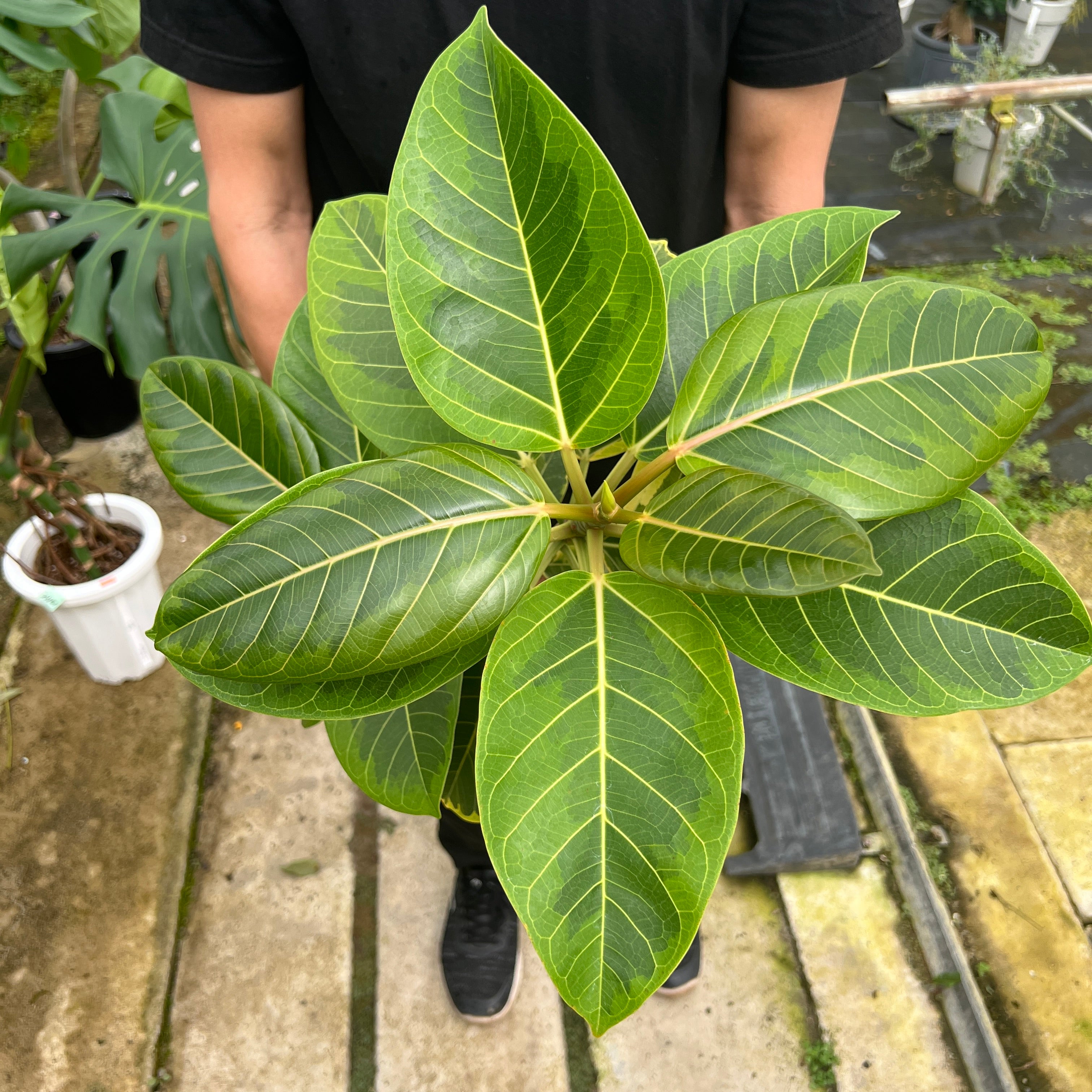 即売会SALE No.28099 フィカス アルテシマ 8号鉢 – 植物家族