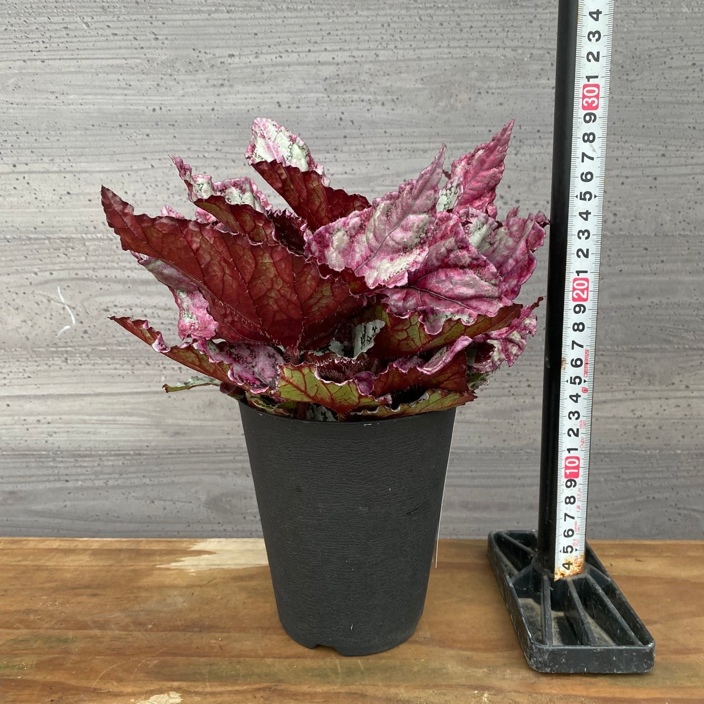 市場仕入れ即売会　No.25011　レックスベゴニア　品種不明　4号鉢