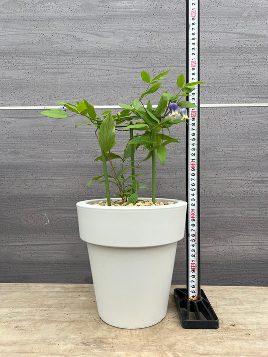 社長植栽★クレマチス 雫 7号おすすめ白ポット