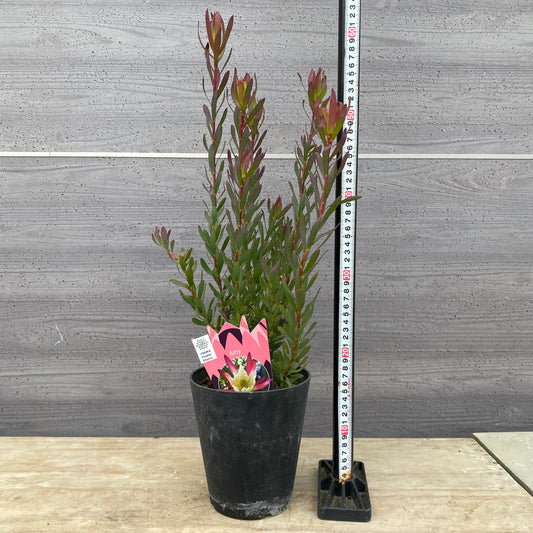 No.12004 リューカデンドロン アミー 5号鉢