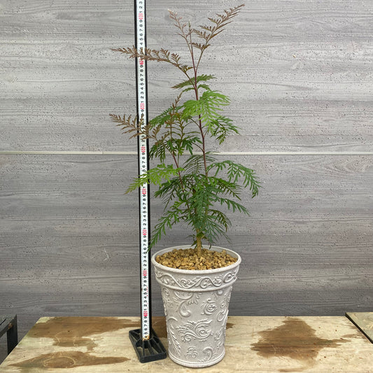 No.12020　グレビレア　ロブスタ　ホワイトプラ鉢