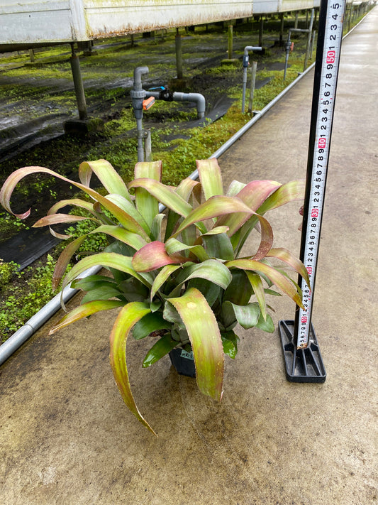 農場創業祭 No.26157 ビルベルギア 3号鉢