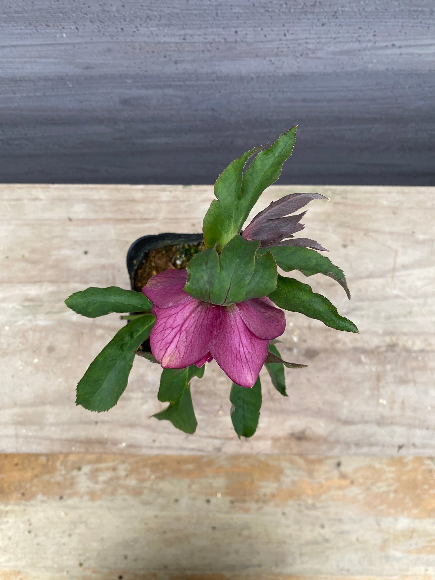 No.05136　横山園芸★クリスマスローズ　プリマドレス　5号苗ポット