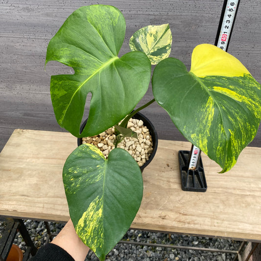 モンステラ イエローマリリン No.1 黒ポット