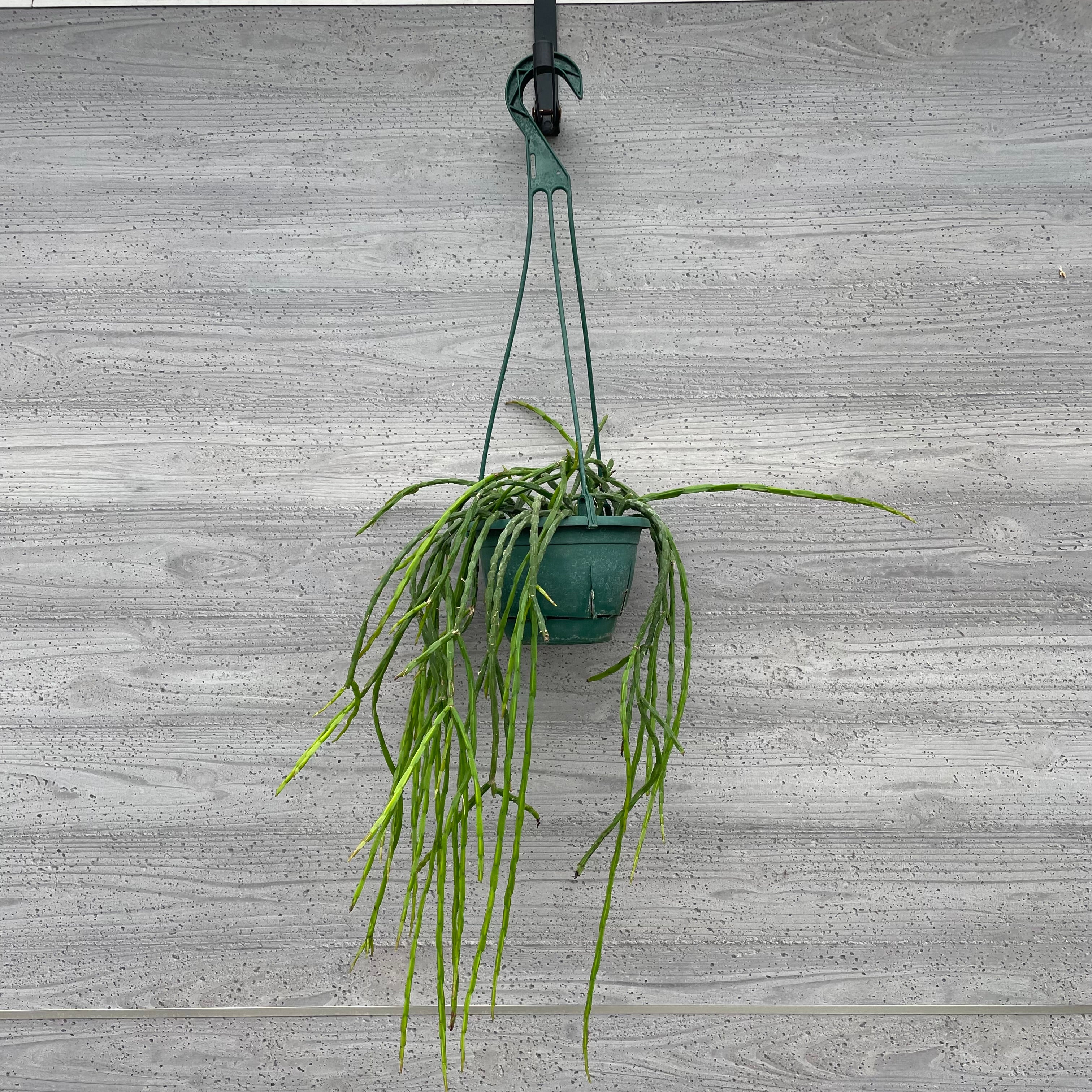 Pickup 全ての商品 – 植物家族