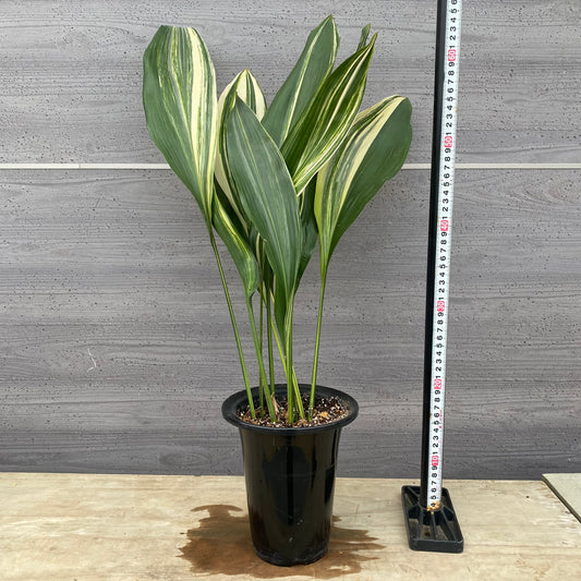 No.1310 縞葉蘭(シマハラン)5.5号鉢