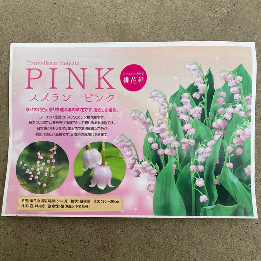 No.17062　スズラン　ピンク　3号苗ポット