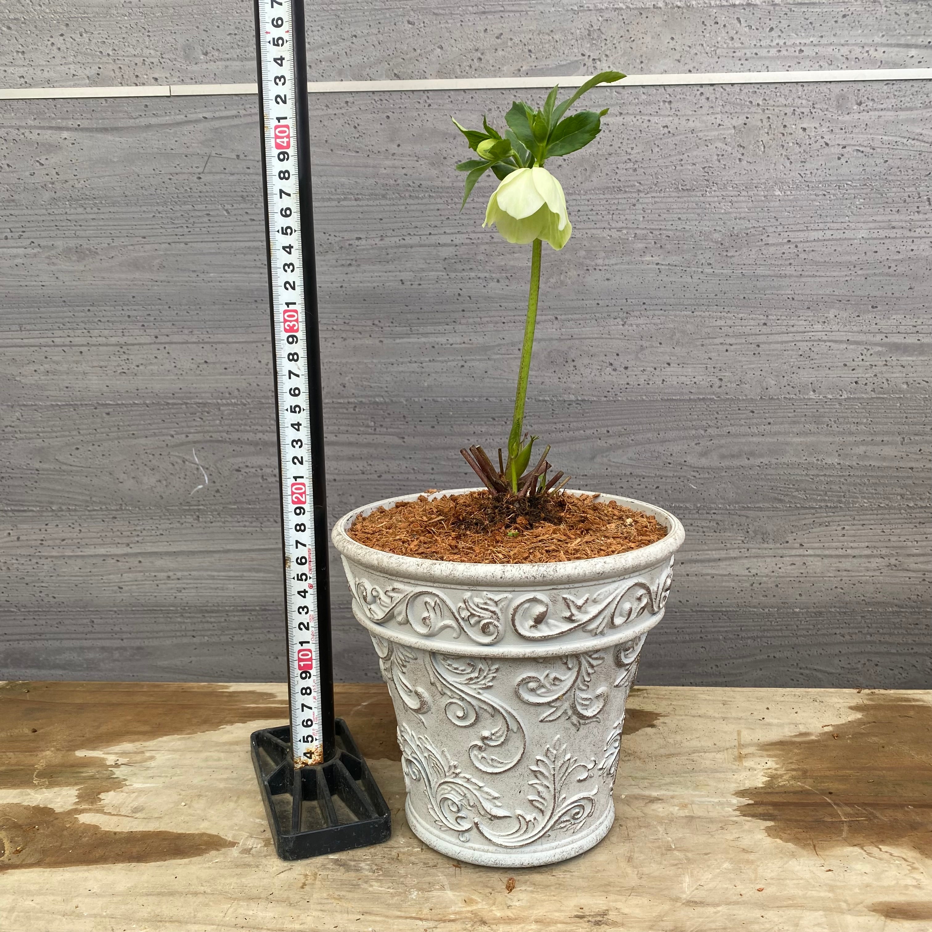 Pickup 全ての商品 – 植物家族