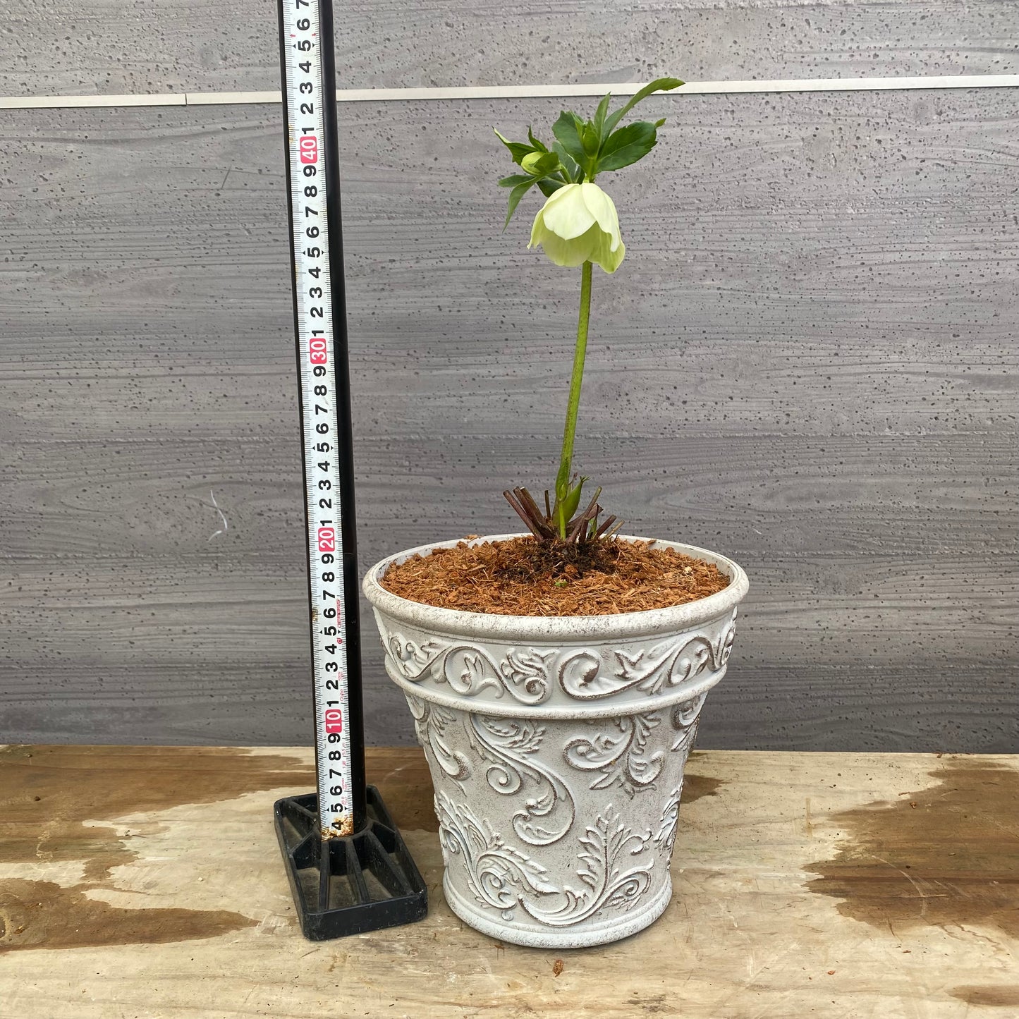 No.12012　クリスマスローズ　ホワイトゴールドプラ鉢