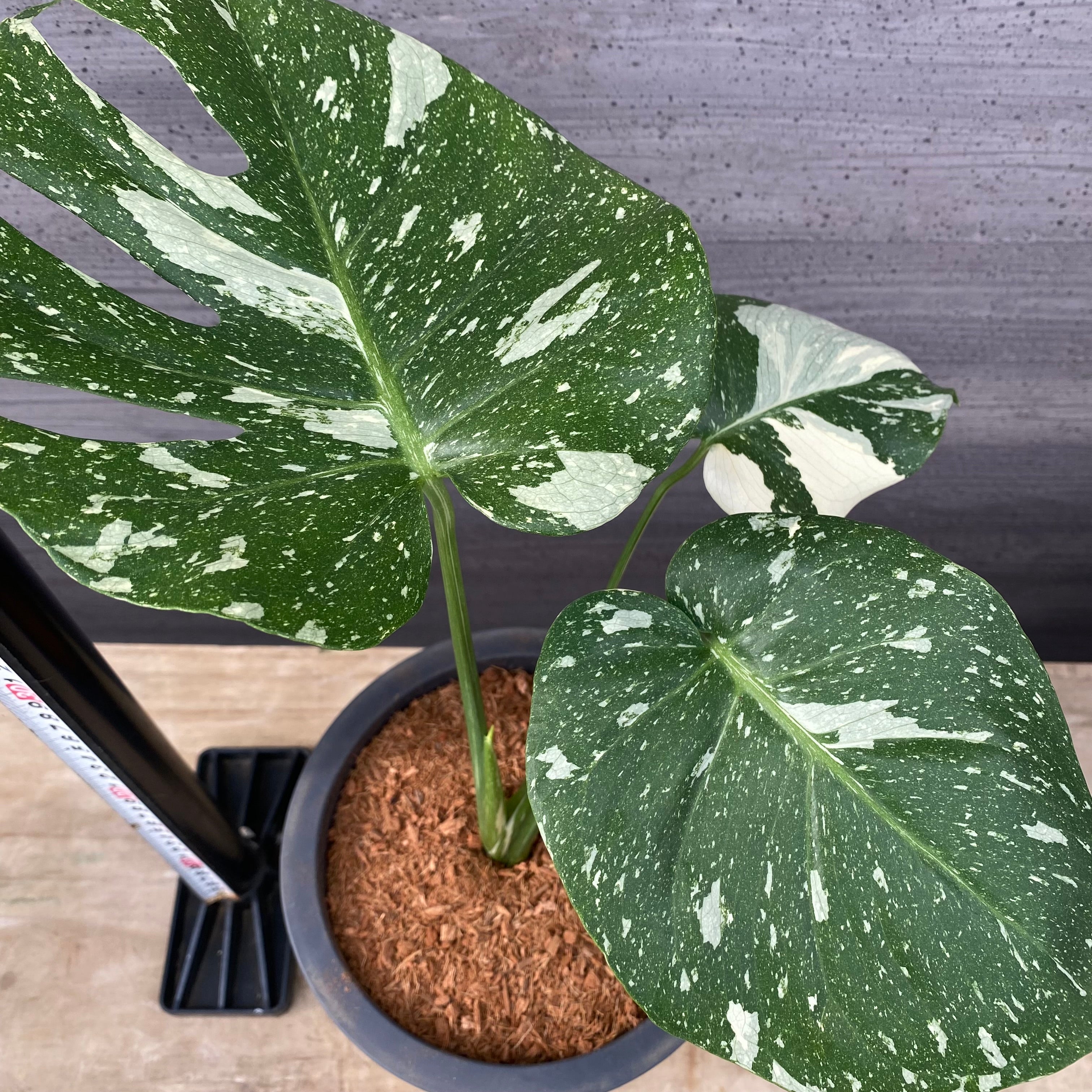 商品 – 植物家族