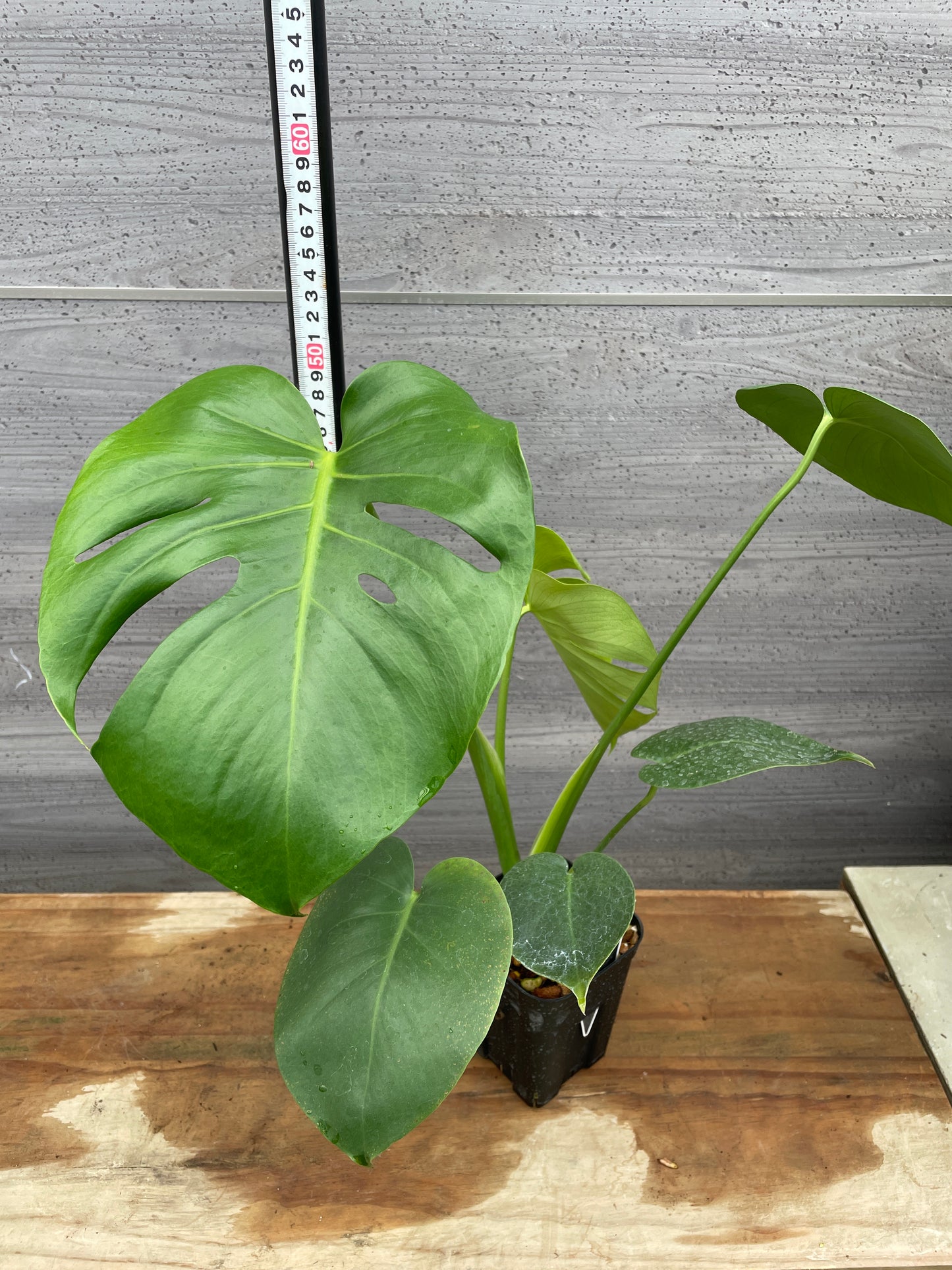 モンステラ　タウリエ　3号鉢