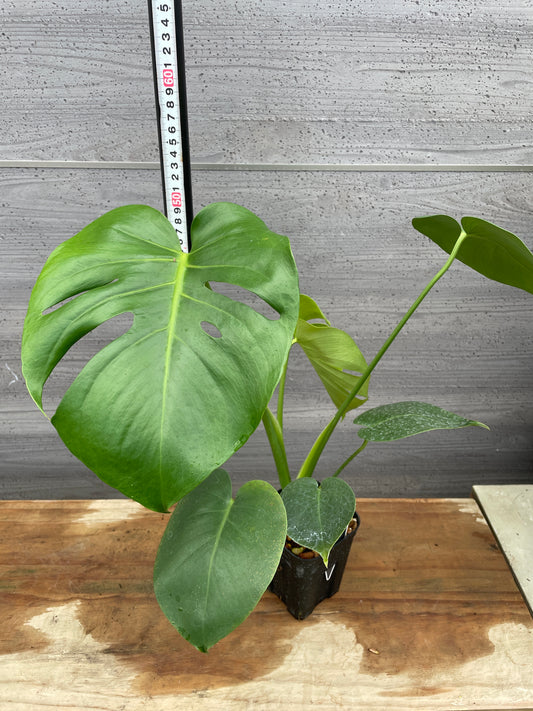 モンステラ　タウリエ　3号鉢