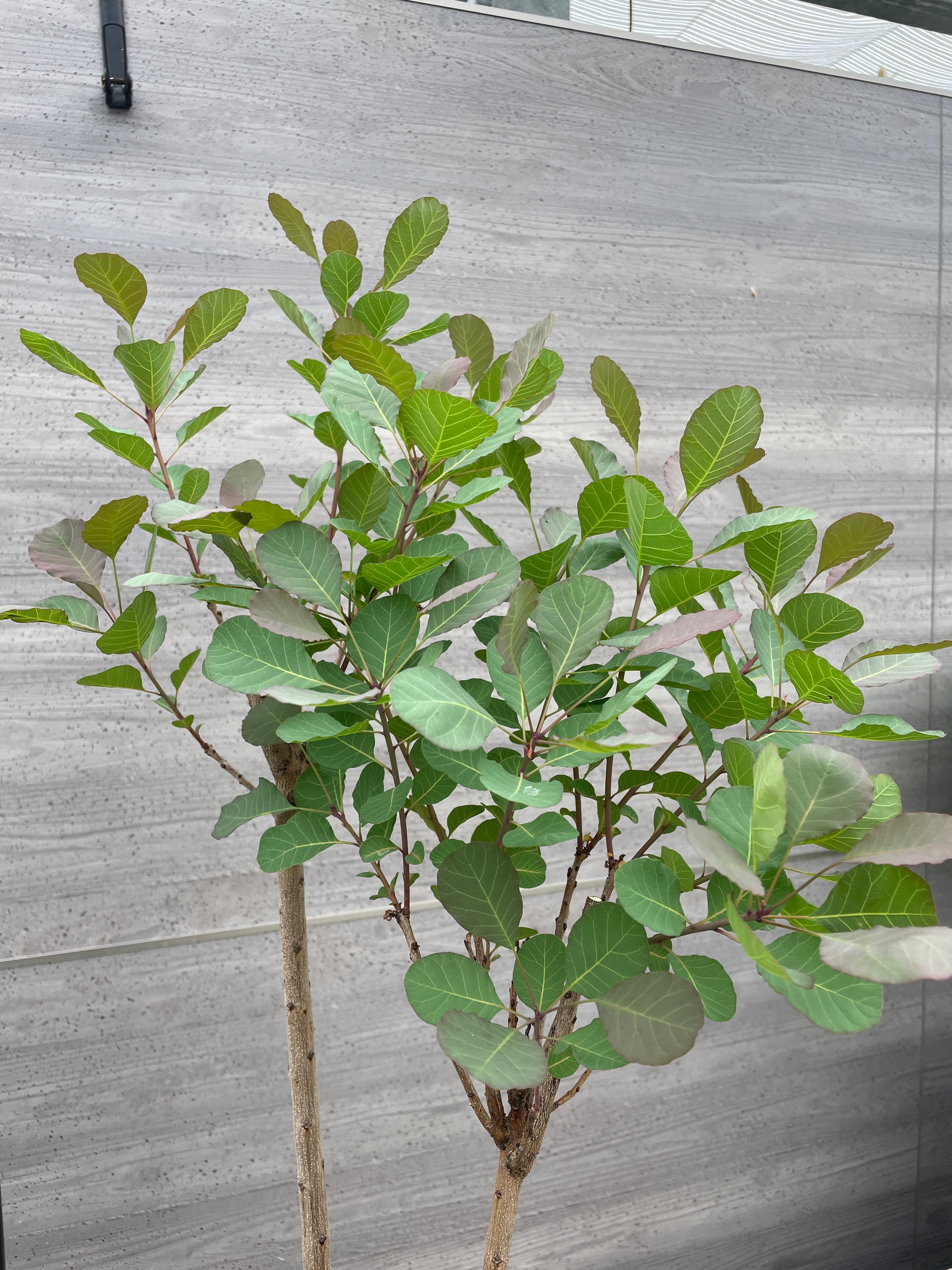 No.08013 スモークツリー 赤花 8号鉢 – 植物家族