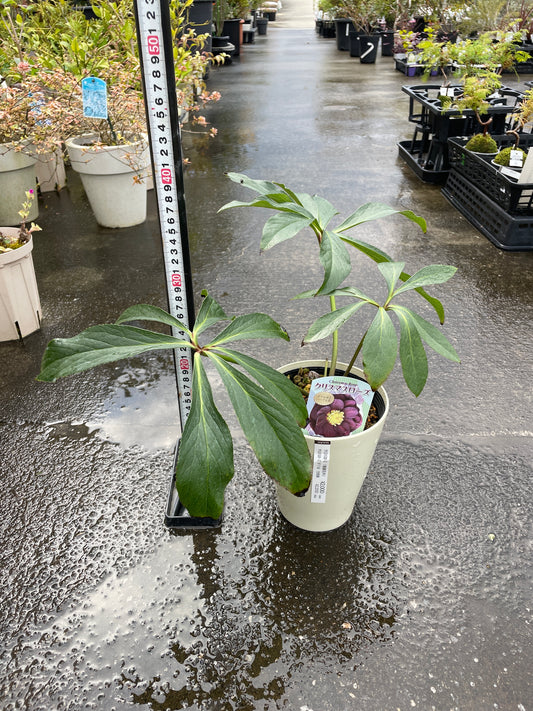 M24　クリスマスローズ　ダブル咲き　パープル系　5号鉢