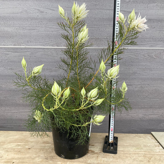 No.30024 ジョーイセルリア ブラッシングブライト 7号鉢