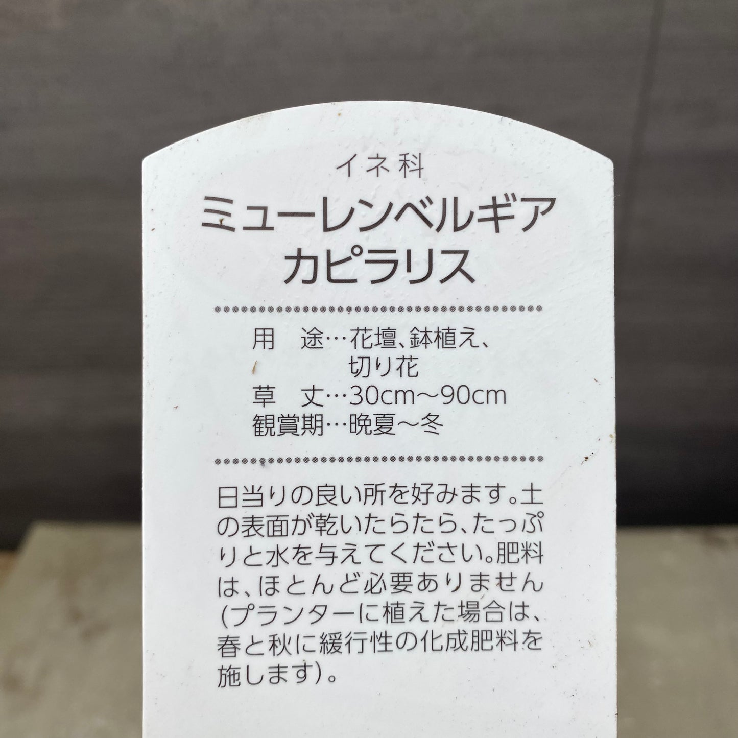 ミューレンベルギア　カピラリス　3号ポット　3株セット