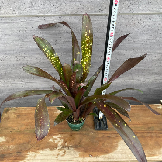 市場仕入れ即売会　No.25030　ビルベルギア　ハイブリッド　3.5号鉢