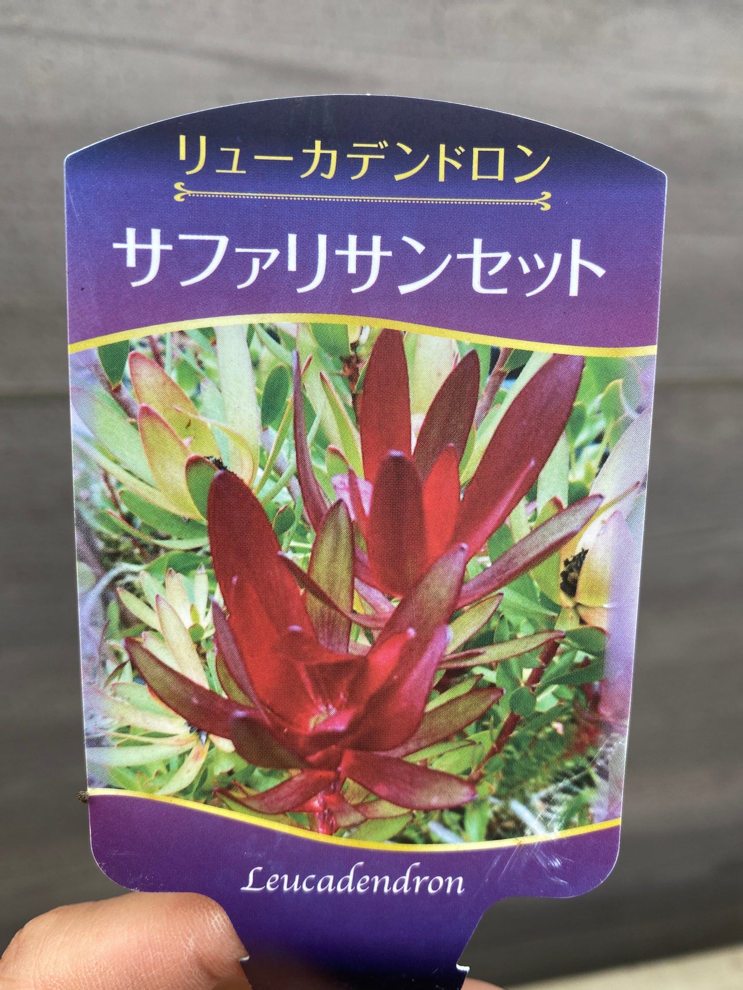 リュウカデンドロン　サファリサンセット　7号おすすめ白ポット