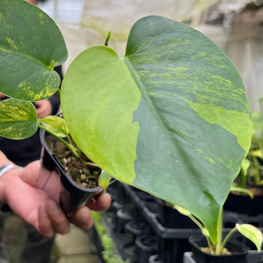 URBAN JUNGLE特集★U49　モンステラ　イエローマリリン　4号鉢