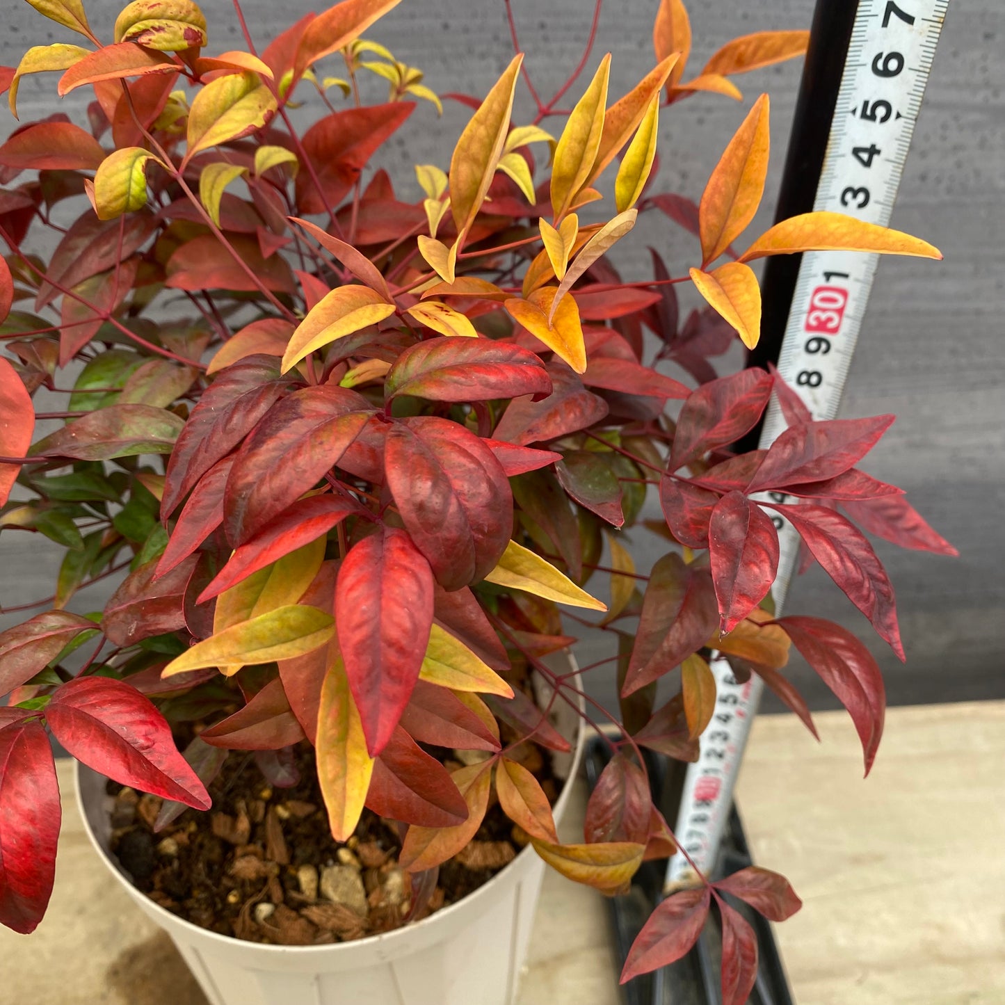 オタフクナンテン　5号スリット鉢/オリジナル色