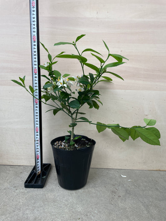 M51 レモン ラフマイヤー 5号苗ポット