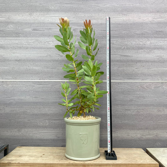 社長植栽★プロテア　エキシミア　RHS陶器鉢　グリーン