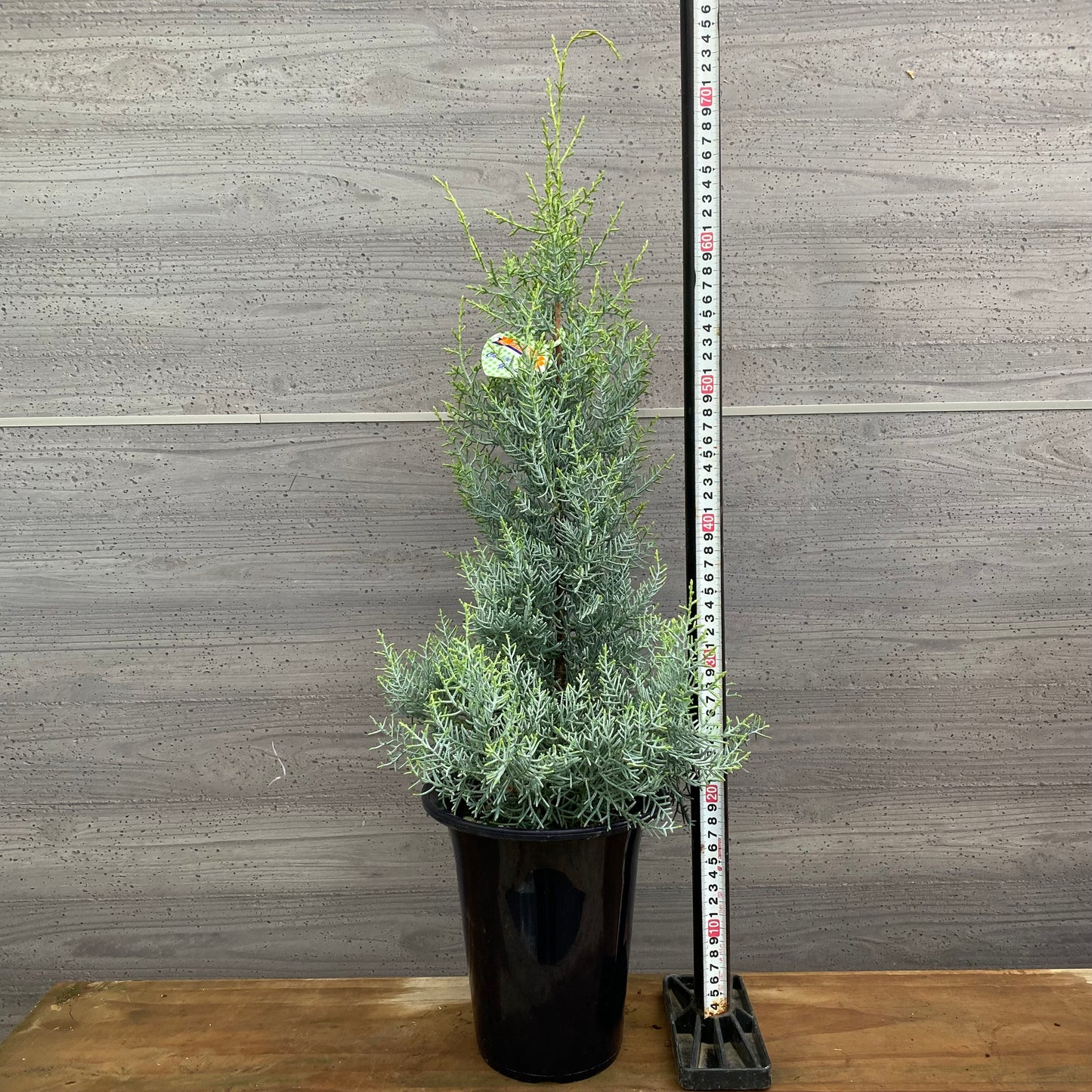 市場仕入れ即売会　No.25082　コニファー　サルフレア　6号鉢