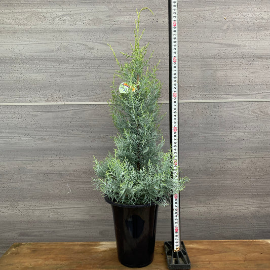 市場仕入れ即売会　No.25082　コニファー　サルフレア　6号鉢