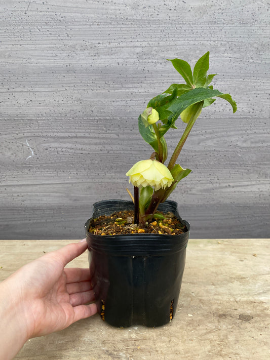 No.05111　横山園芸★クリスマスローズ　プリマドレス　5号苗ポット